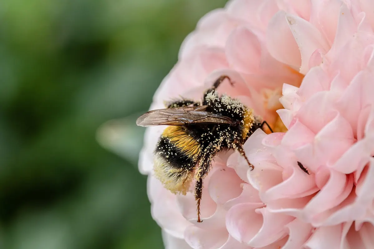 A Beginner's Guide to Macro Photography in Your Garden