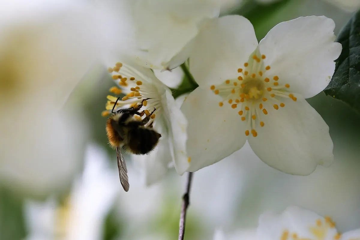 How to Attract Pollinators to a Small Garden